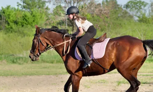 equitation sejour linguistique culford