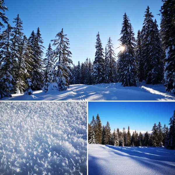 Sapins des Bauges