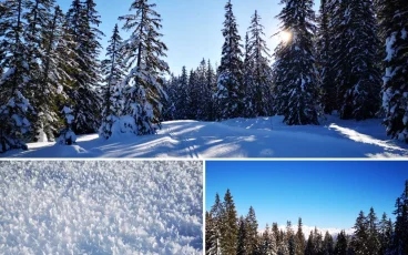 Sapins des Bauges