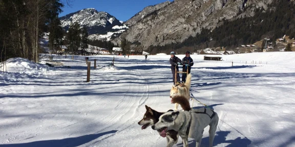 Chiens de Traineaux