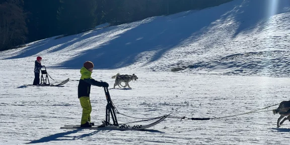 Chiens de Traineaux