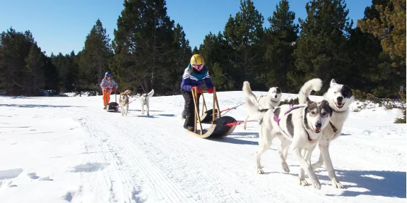 Chiens de Traineaux