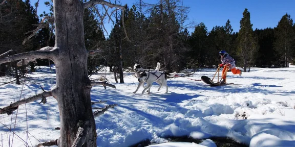 Chiens de Traineaux