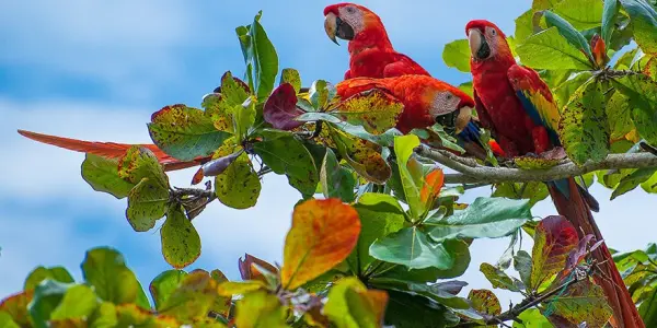 sejour linguistique cours particuliers costa rica