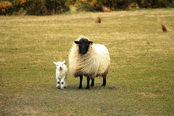 L'Irlande avec sa région du Connemara, Dublin et Belfast