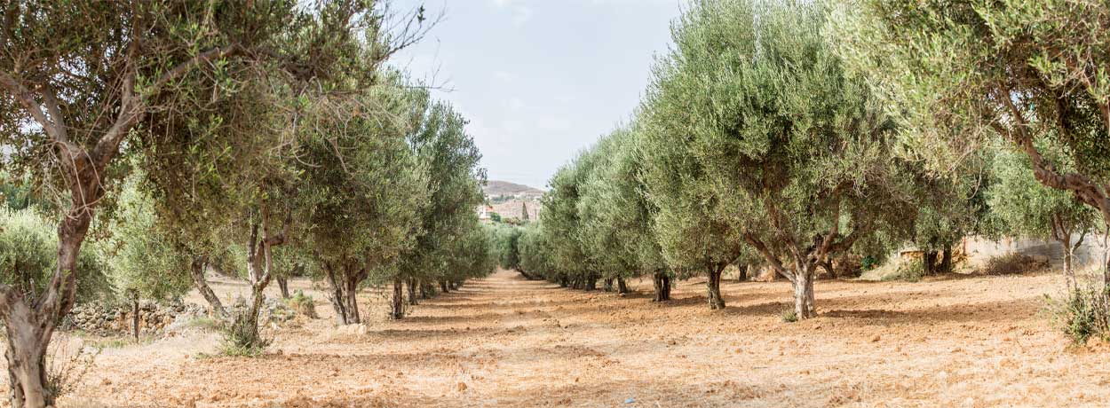 Delta de l’Ebre : nature, écologie et environnement