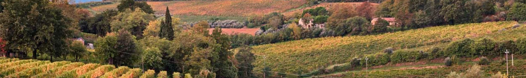 Ravenne, capitale mondiale de la mosaïque