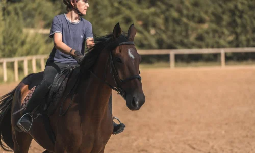 equitation coach