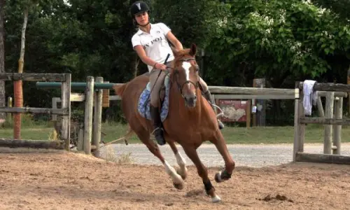 equitation academy macon trot